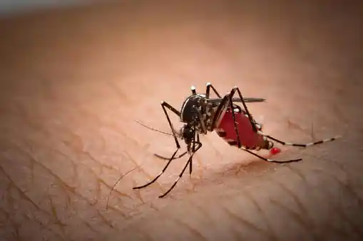 Mosquito sucking blood of a human's body